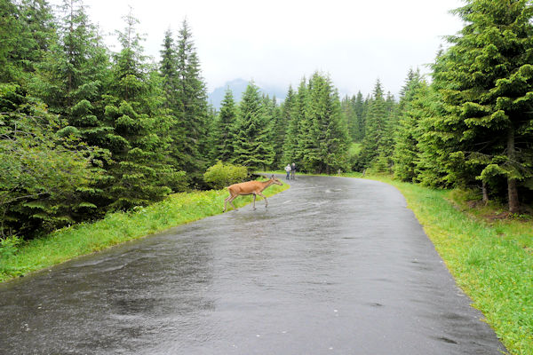 Morskie Oko